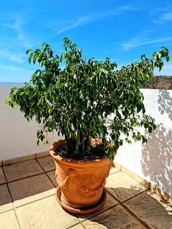 Ferienwohnung Blue Jasmine La Cala Del Moral Exterior foto